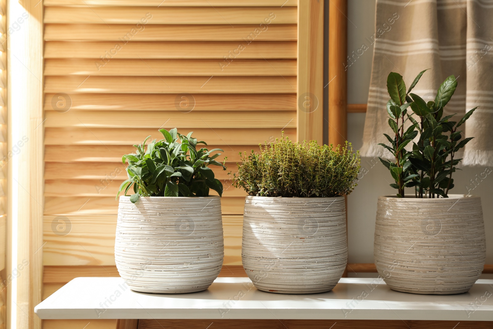 Photo of Different potted herbs on wooden table indoors