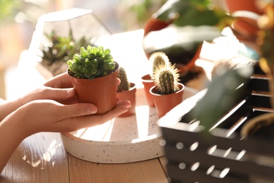 Photo of Woman taking care of home plants at table, closeup with space for text