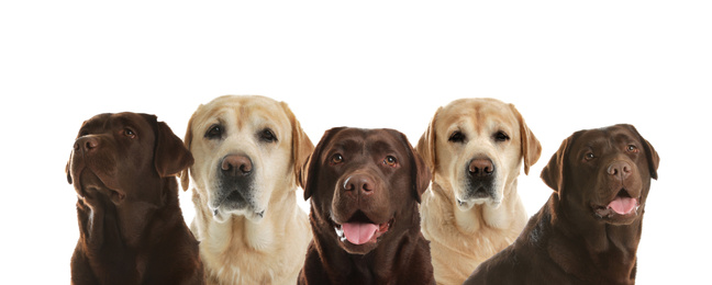 Image of Set of adorable Labrador Retriever dogs on white background. Banner design