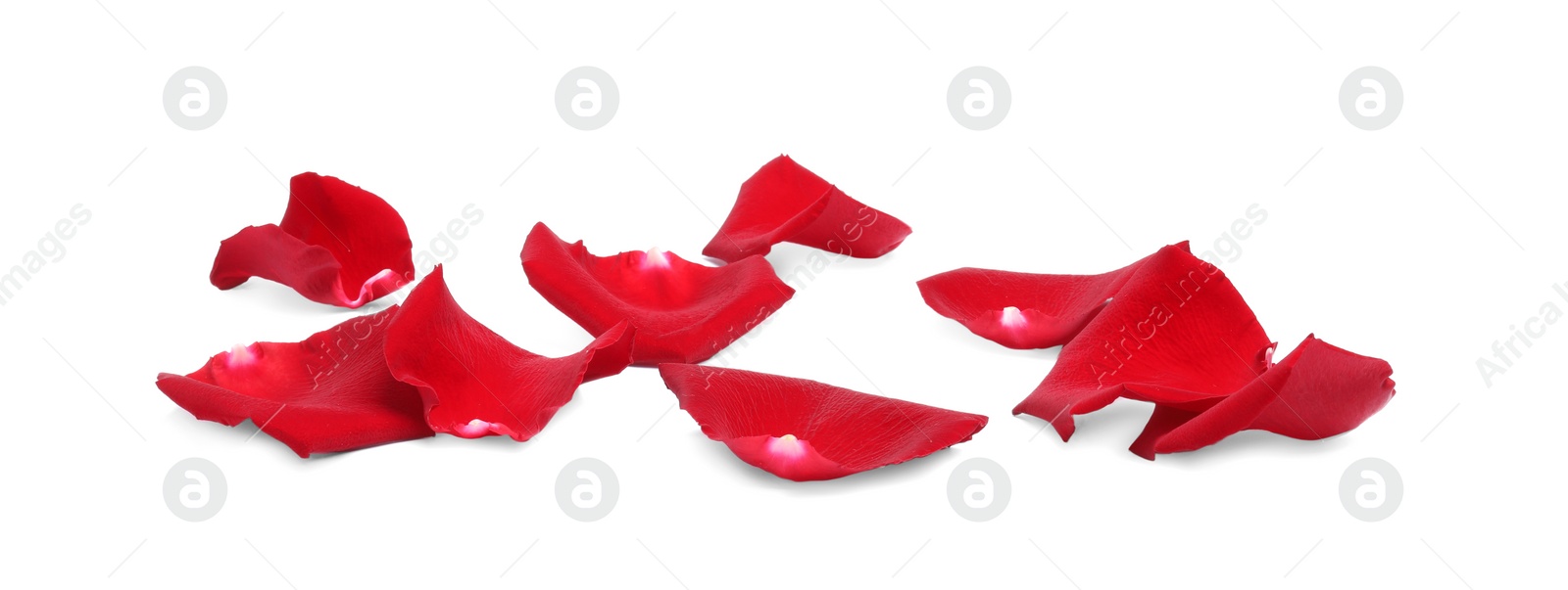 Photo of Beautiful red rose petals on white background