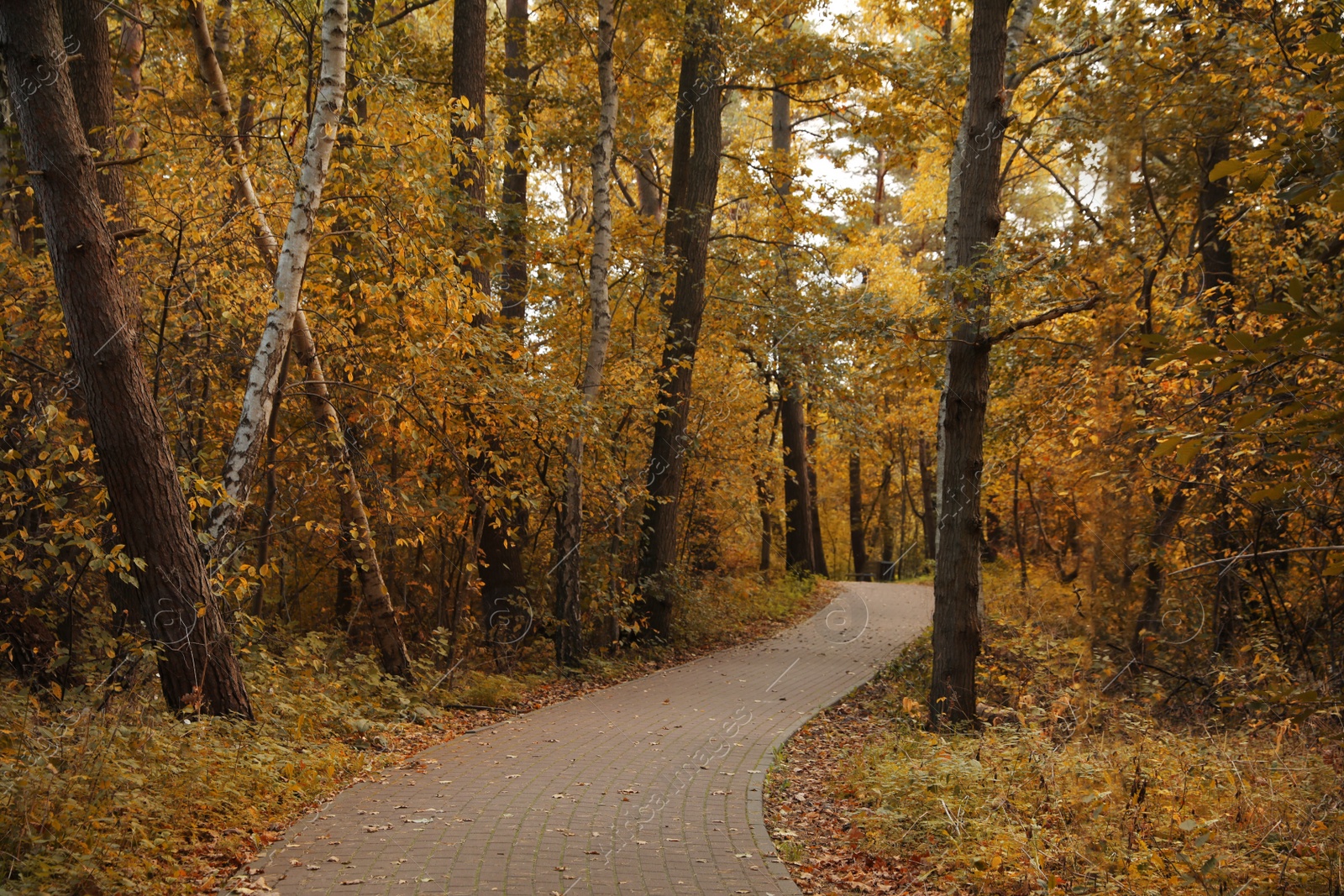 Photo of Many beautiful trees and pathway in autumn park