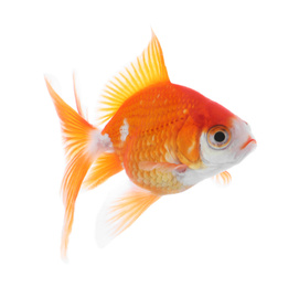 Beautiful bright small goldfish isolated on white