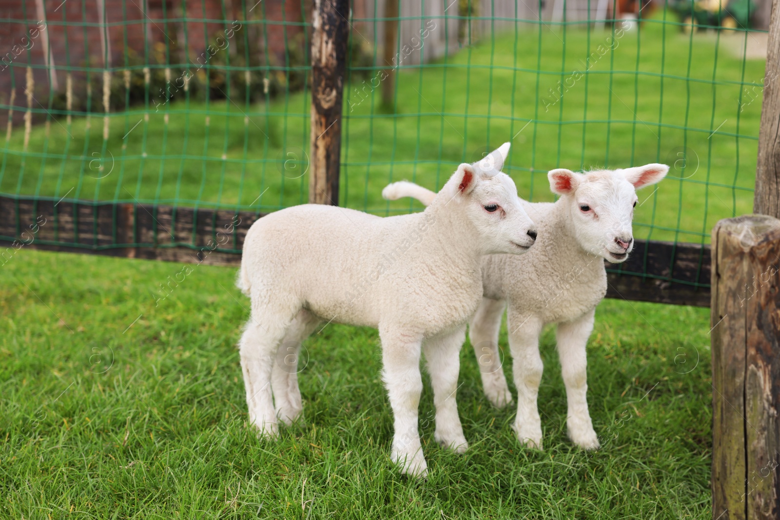 Photo of Cute white lambs near fence in farmyard