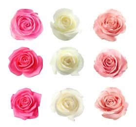 Image of Set of different roses on white background