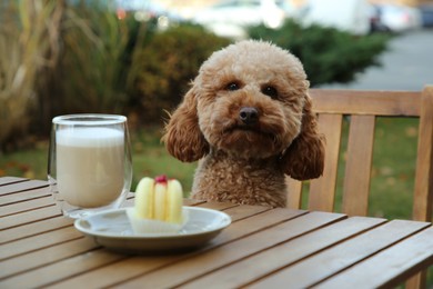 Cute fluffy dog at table with coffee and macaron in outdoor cafe