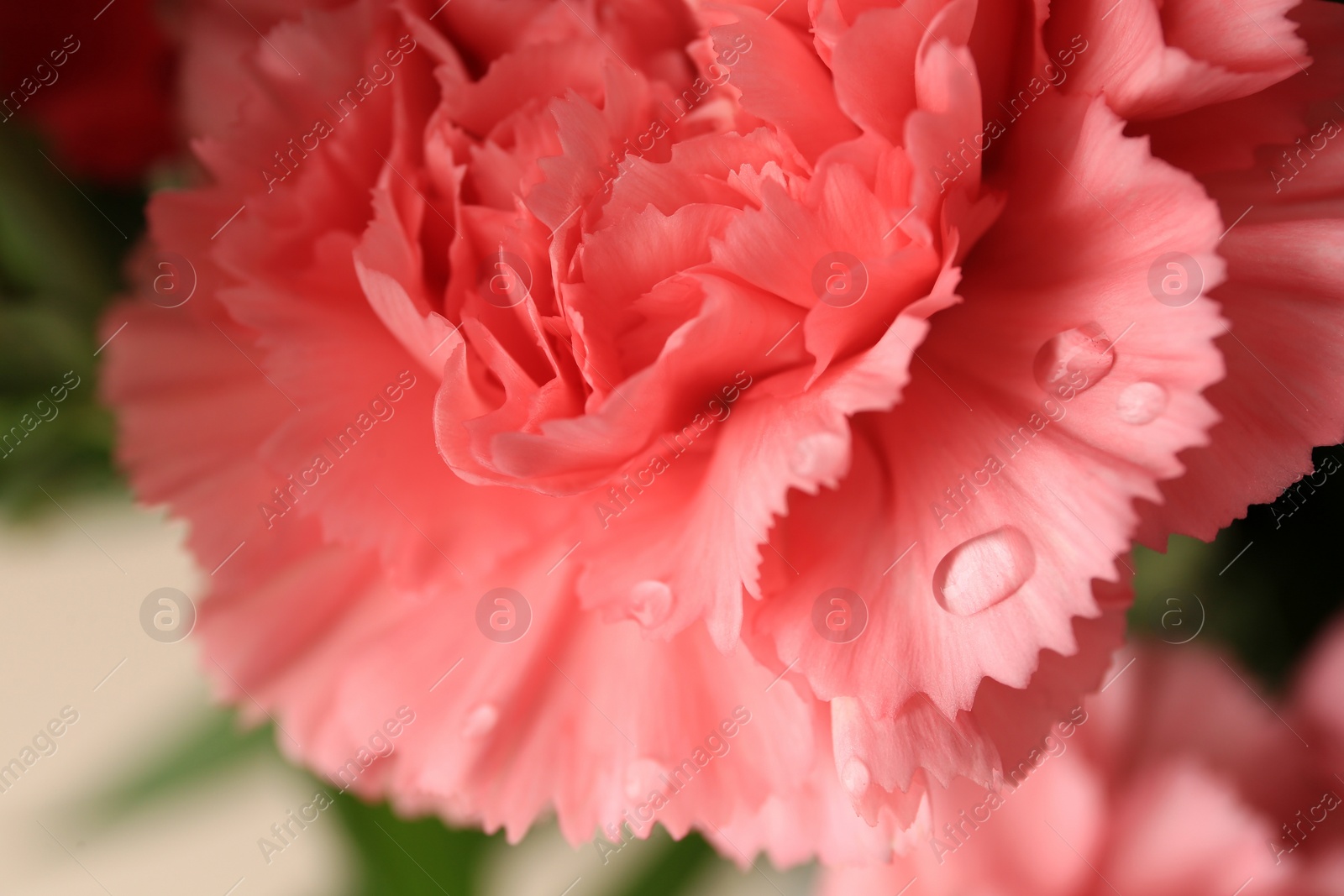 Photo of Tender carnation flower with water drops, closeup