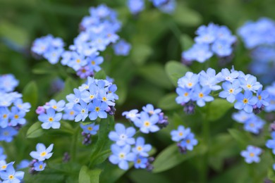 Beautiful forget-me-not flowers growing outdoors. Spring season