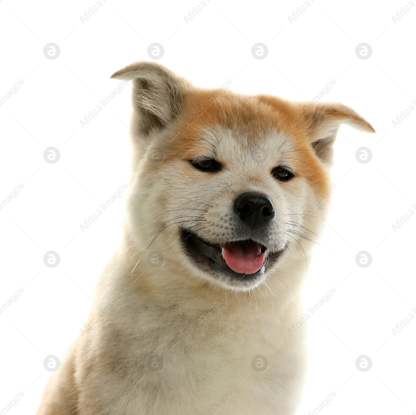 Photo of Cute akita inu puppy isolated on white