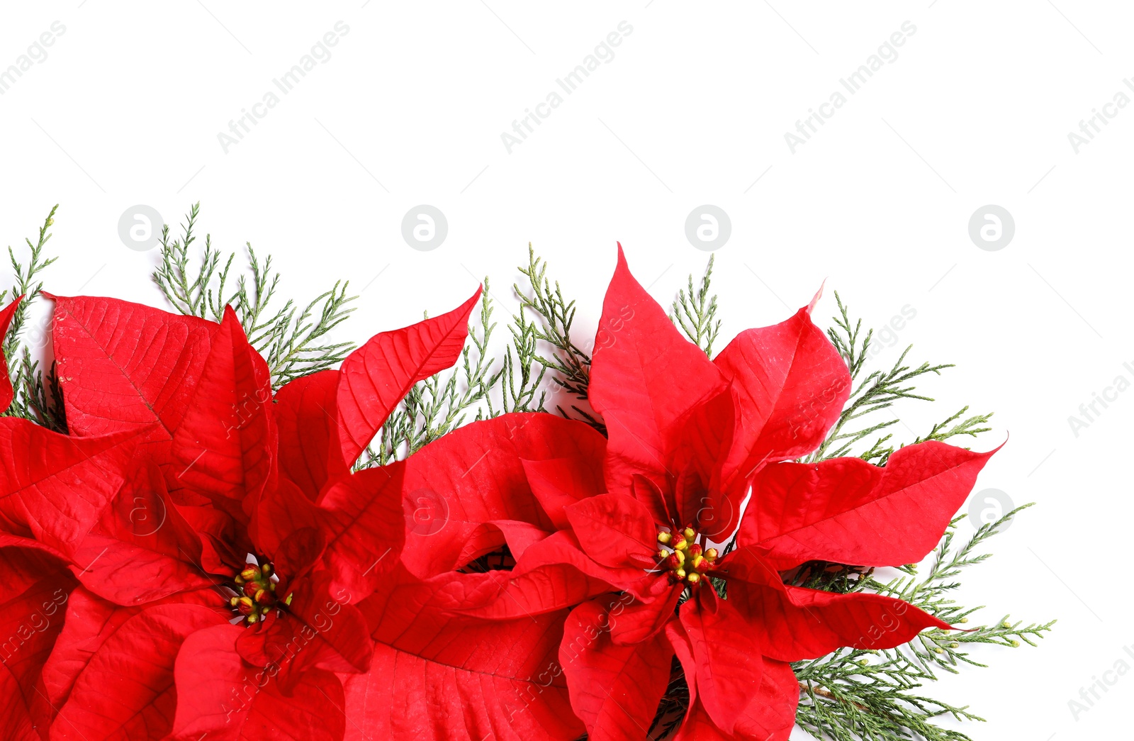 Photo of Flat lay composition with poinsettia and space for text on white background. Traditional Christmas flower