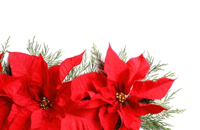 Photo of Flat lay composition with poinsettia and space for text on white background. Traditional Christmas flower