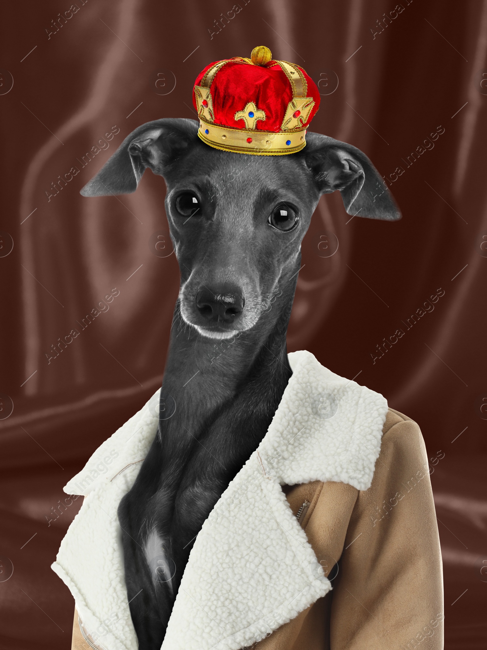 Image of Italian Greyhound dog dressed like royal person against brown background