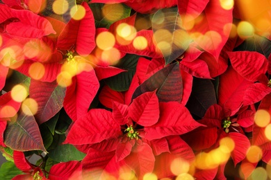 Image of Traditional Christmas poinsettia flower as background, top view. Bokeh effect on foreground