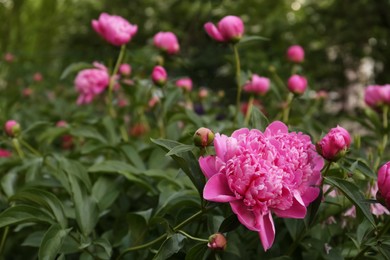 Photo of Beautiful peony plants with pink flowers and buds outdoors. Space for text