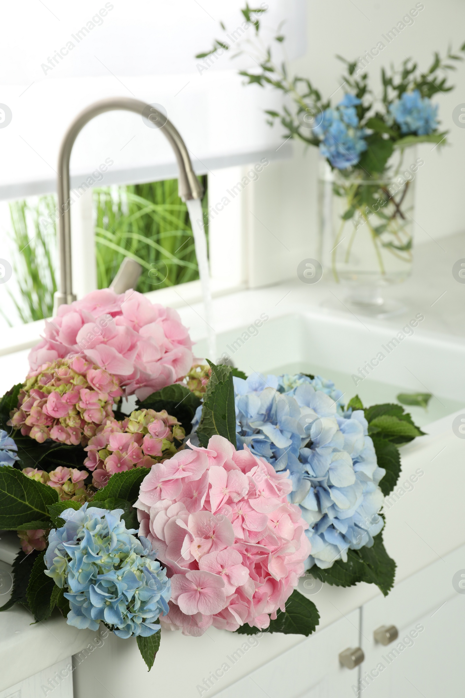 Photo of Beautiful light blue and pink hortensia flowers in kitchen sink