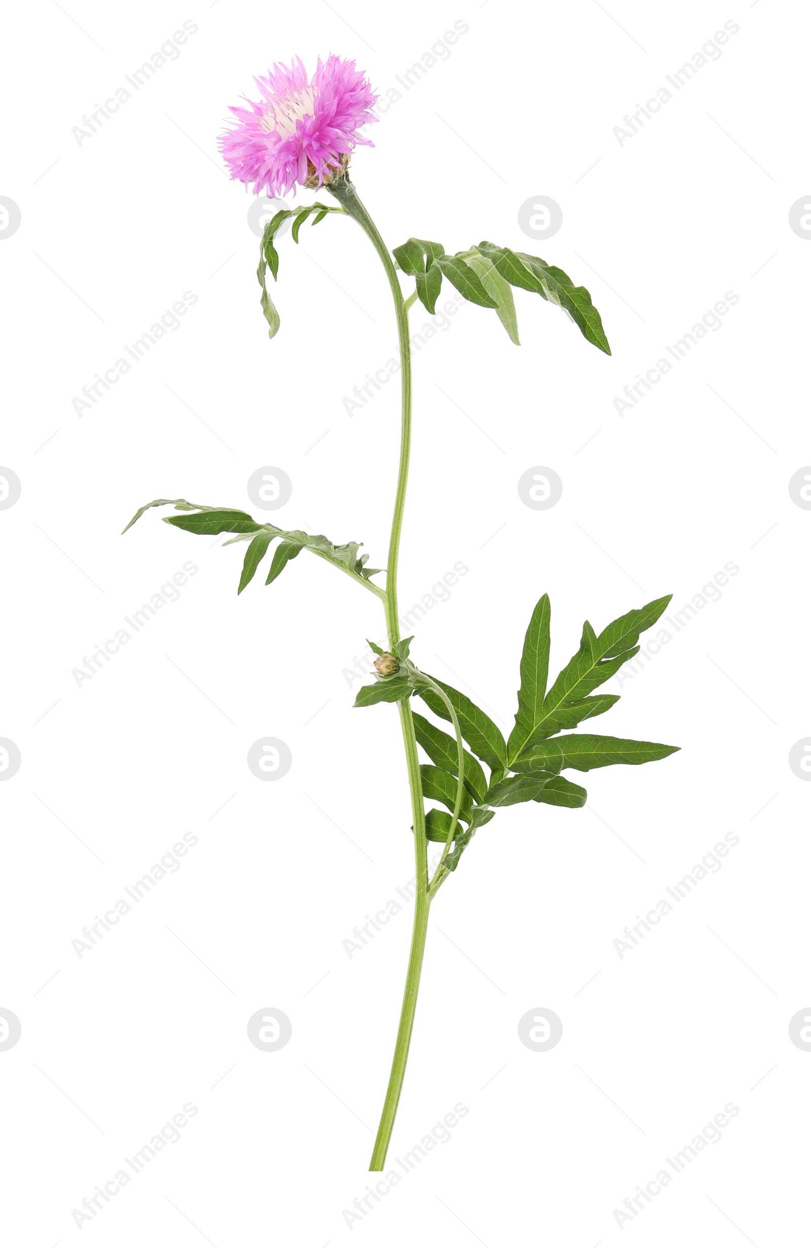 Photo of Beautiful meadow plant with pink flower on white background