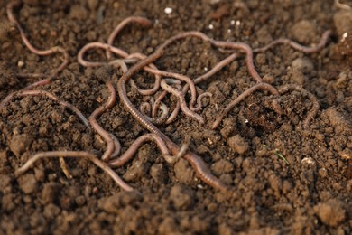 Many earthworms on wet soil, closeup view