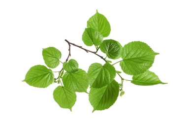 Branch with green leaves on white background