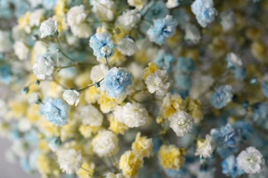 Many beautiful dyed gypsophila flowers, closeup view