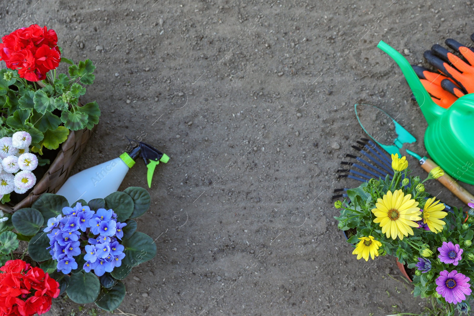 Photo of Beautiful blooming flowers, gloves and gardening tools on soil, flat lay. Space for text