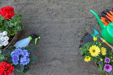 Beautiful blooming flowers, gloves and gardening tools on soil, flat lay. Space for text