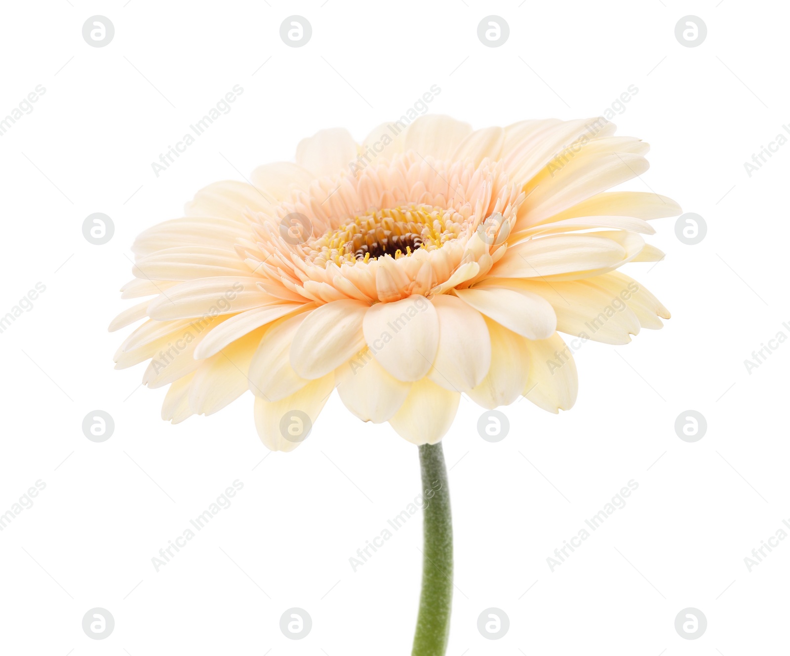 Photo of One beautiful tender gerbera flower isolated on white