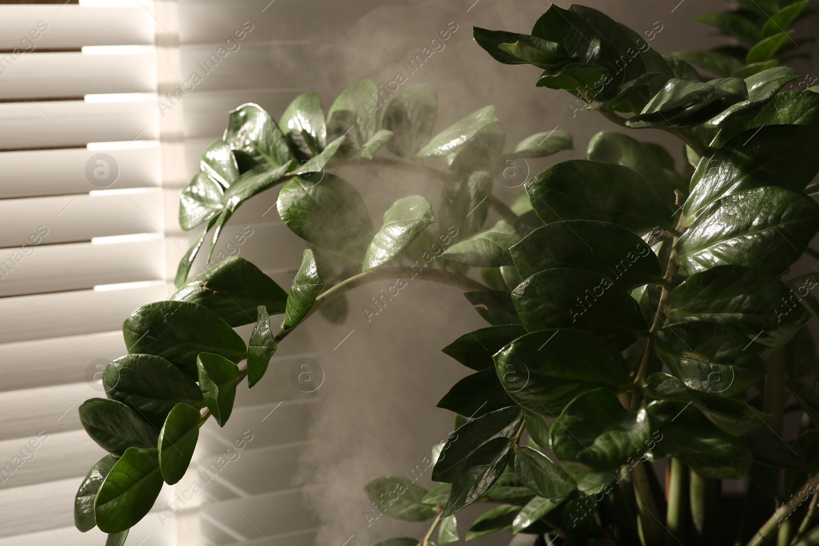 Photo of Beautiful green houseplant and steam indoors, closeup view. Air humidification