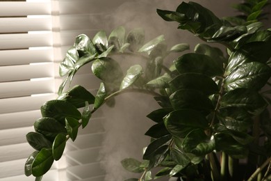 Photo of Beautiful green houseplant and steam indoors, closeup view. Air humidification