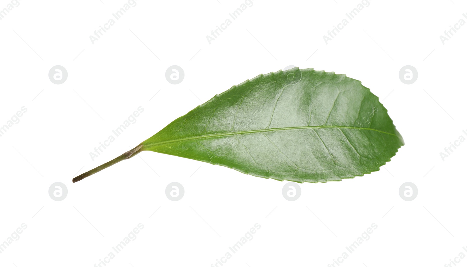 Photo of Green leaf of tea plant isolated on white