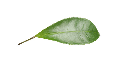 Photo of Green leaf of tea plant isolated on white