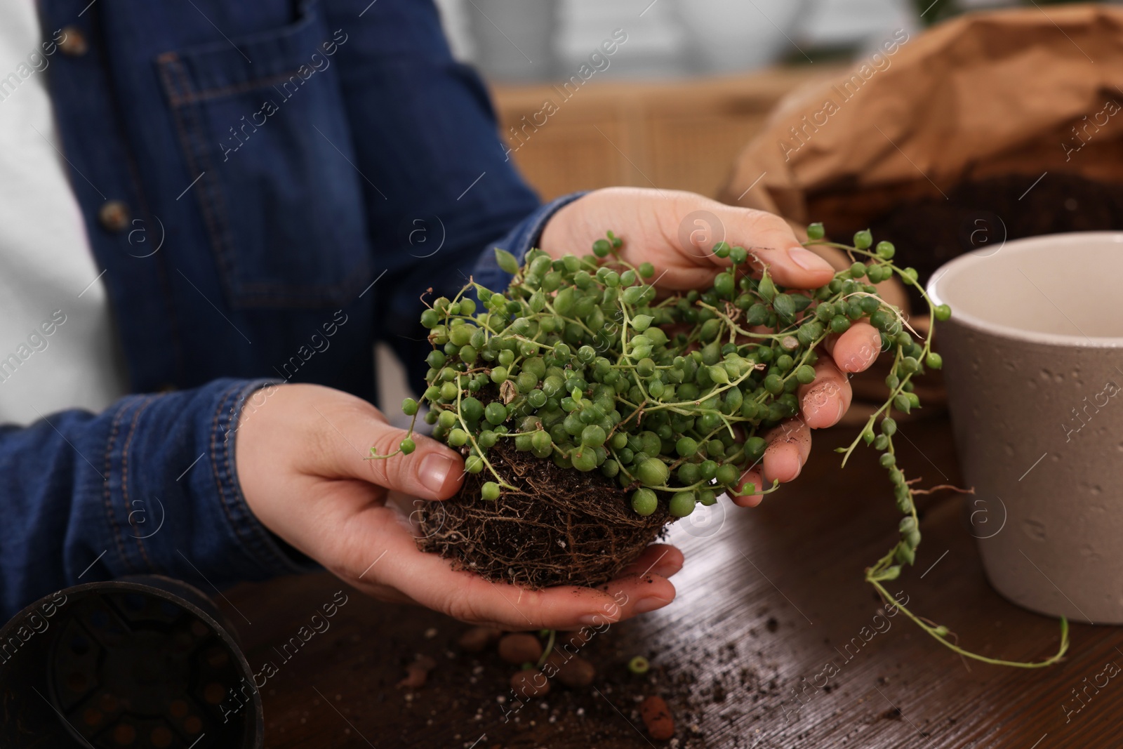 Photo of Woman transplanting houseplant into new pot at wooden table indoors, closeup