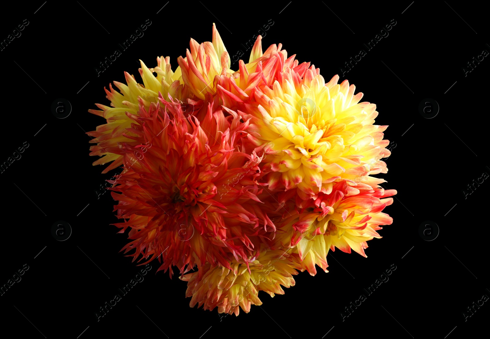 Photo of Beautiful blooming dahlia flowers on black background