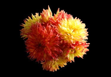 Photo of Beautiful blooming dahlia flowers on black background