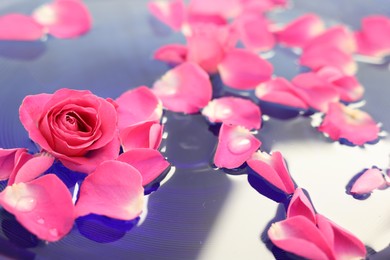 Photo of Pink rose and petals in water, closeup