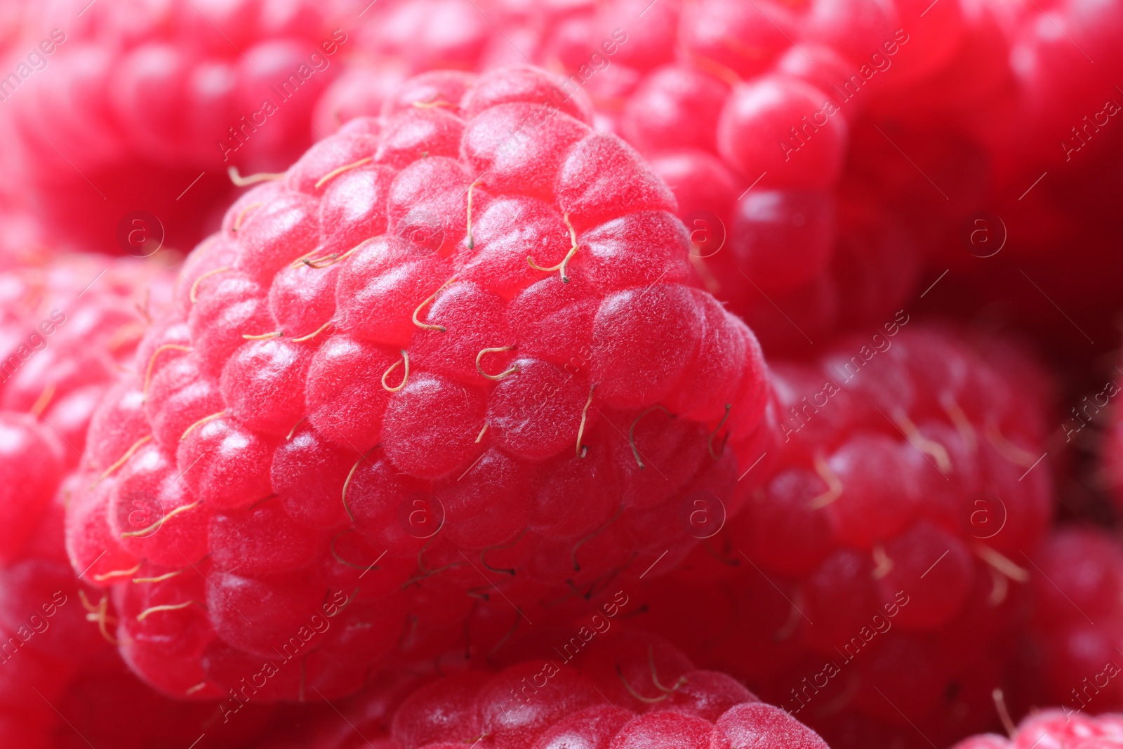 Photo of Many fresh ripe raspberries as background, closeup