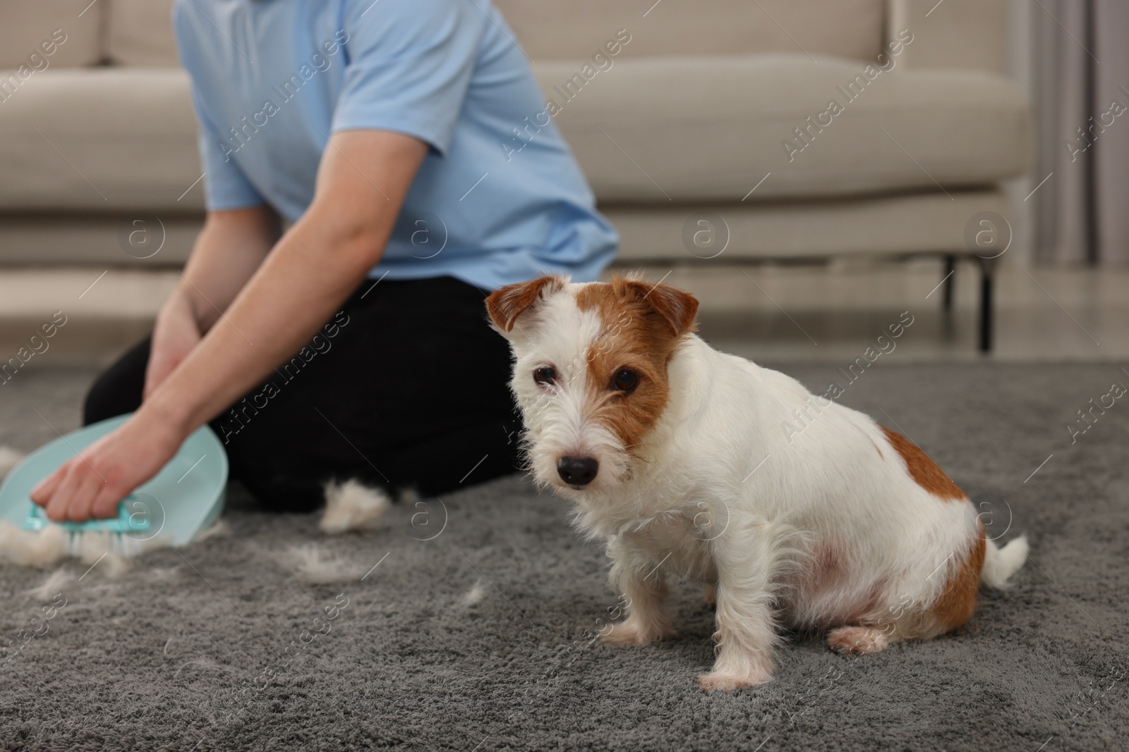 Photo of Man with brush and pan removing pet hair from carpet at home, closeup