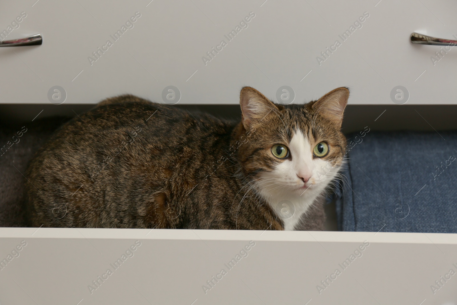 Photo of Cute cat in drawer at home. Lovely pet