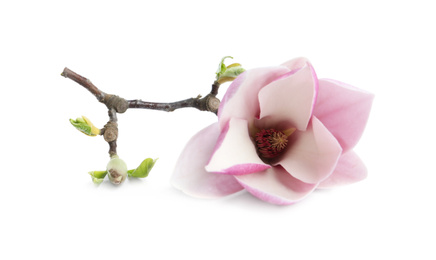Photo of Branch with beautiful magnolia flower isolated on white. Spring blossom