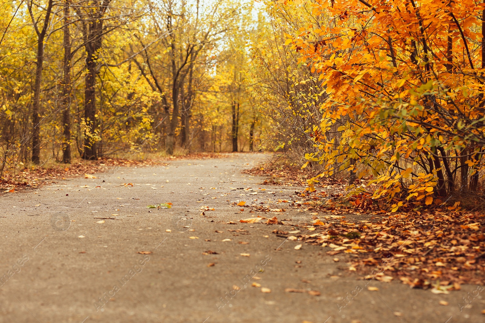 Photo of Trees and bushes with colorful leaves near rural road on autumn day