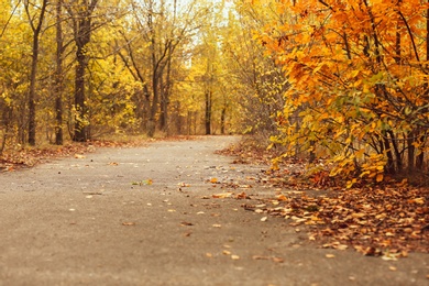 Trees and bushes with colorful leaves near rural road on autumn day