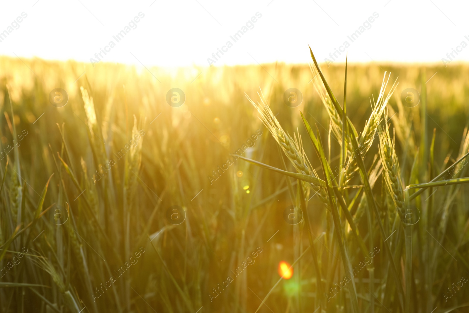 Photo of Closeup view of field with unripe spikes on sunny day