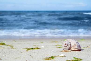 Photo of Shell on sand at sea shore. Summertime