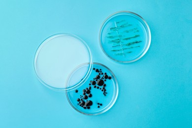 Photo of Petri dishes with different bacteria colonies on light blue background, flat lay