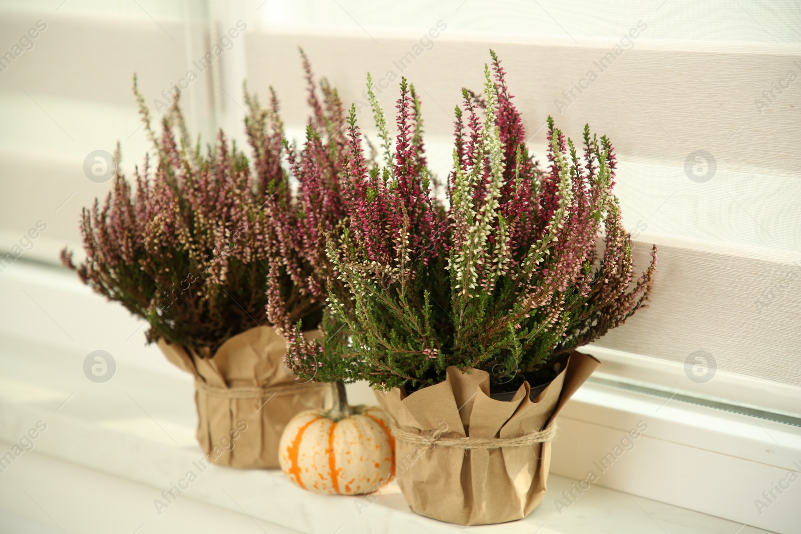 Photo of Beautiful heather flowers in pots and pumpkin on windowsill indoors