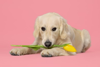 Photo of Cute Labrador Retriever dog holding yellow tulip flower on pink background