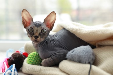 Photo of Adorable Sphynx kitten playing with toys near window at home. Baby animal