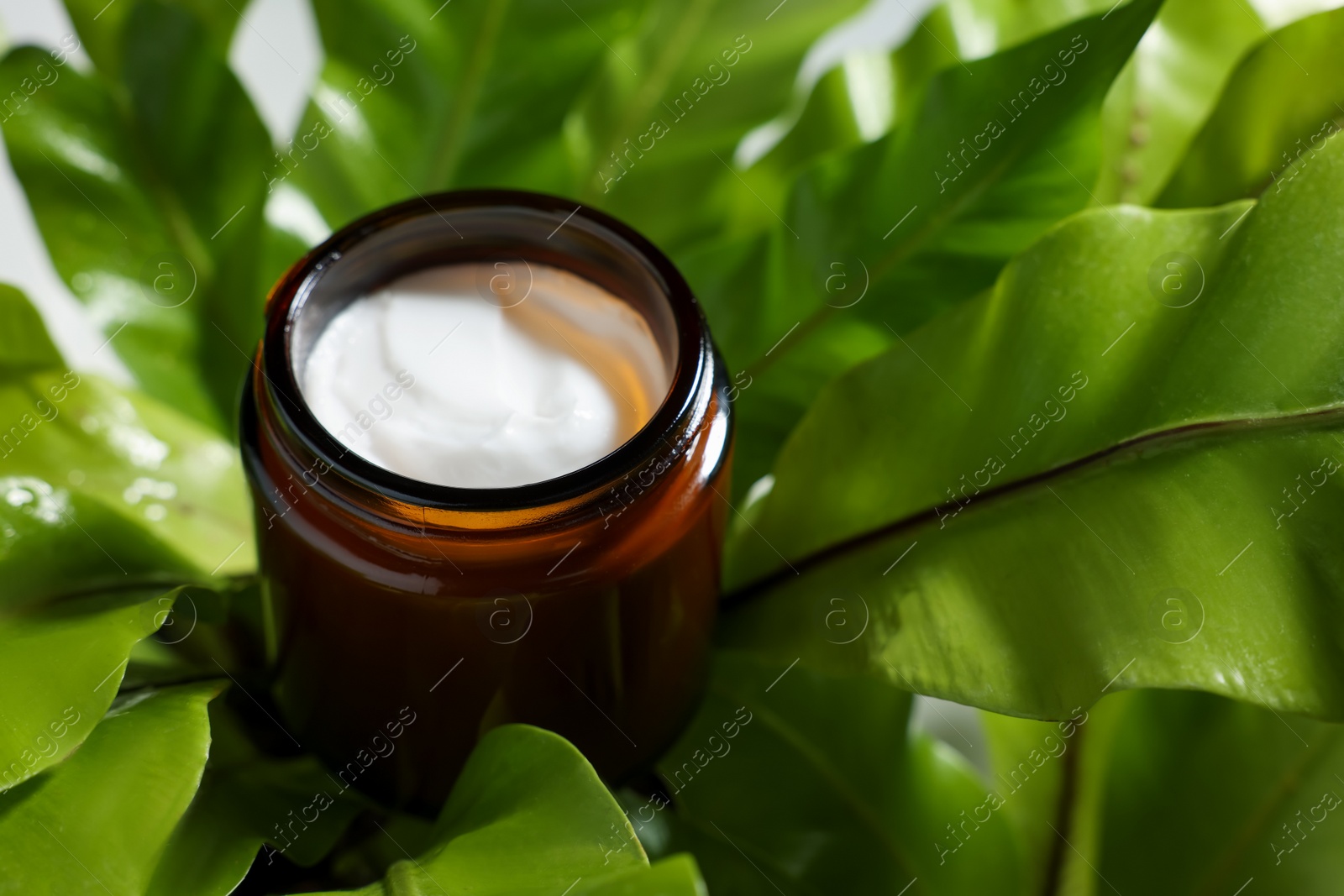 Photo of Open jar of luxury cream on green leaves