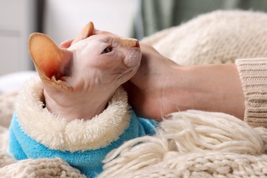 Woman stroking cute Sphynx cat on soft blanket at home, closeup. Lovely pet