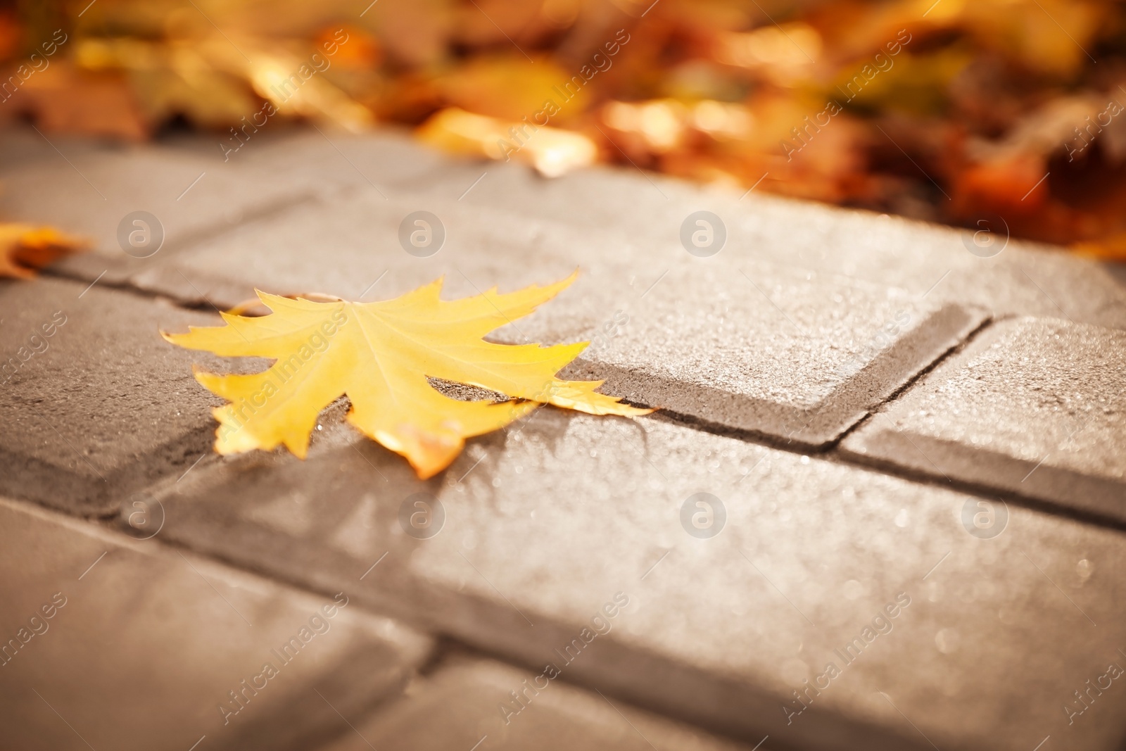 Photo of Pavement with beautiful bright leaf in park, closeup. Autumn season