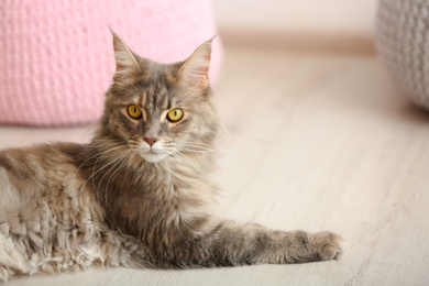 Photo of Adorable Maine Coon cat on floor at home. Space for text