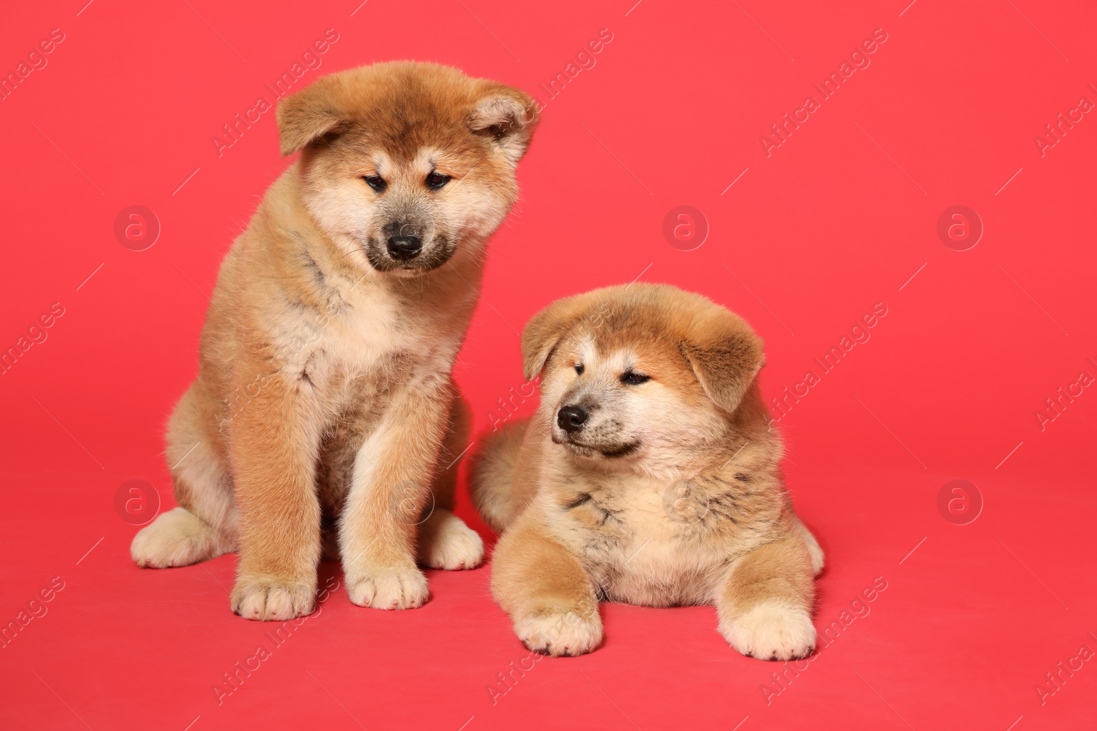 Photo of Cute Akita Inu puppies on red background. Baby animals